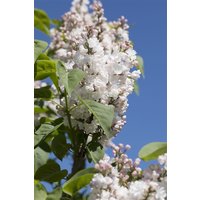 Kategorie <b>Blütensträucher und Ziergehölze </b> - Syringa vulgaris 'Schöne von Moskau' -R-