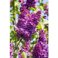 Kategorie <b>Produkt nicht gewünscht </b> - Syringa vulgaris 'Sarah Sands'