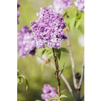 Kategorie <b>Blütensträucher und Ziergehölze </b> - Syringa vulgaris 'Prince Wolkonsky'