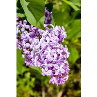 Kategorie <b>Blütensträucher und Ziergehölze </b> - Syringa vulgaris 'Nadezhda'