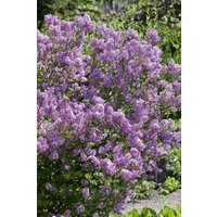 Kategorie <b>Blütensträucher und Ziergehölze </b> - Syringa meyeri 'Lillifee' ®