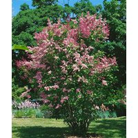 Kategorie <b>Produkt nicht gewünscht </b> - Syringa 'Redwine'