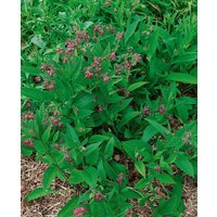 Kategorie <b>Produkt nicht gewünscht </b> - Symphytum x rubrum