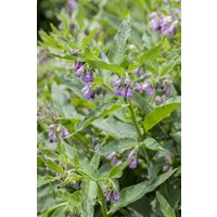 Kategorie <b>Produkt nicht gewünscht </b> - Symphytum officinale