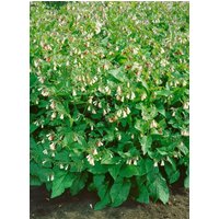 Kategorie <b>Stauden </b> - Symphytum grandiflorum 'Wisley Blue'