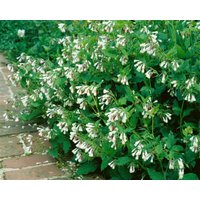 Kategorie <b>Stauden </b> - Symphytum grandiflorum 'Hidcote Pink'