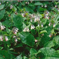 Kategorie <b>Stauden </b> - Symphytum grandiflorum 'Hidcote Blue'