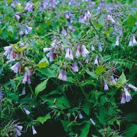 Kategorie <b>Stauden </b> - Symphytum grandiflorum 'Blaue Glocken'