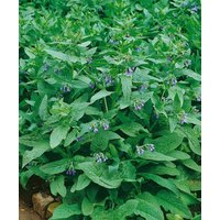Kategorie <b>Stauden </b> - Symphytum azureum