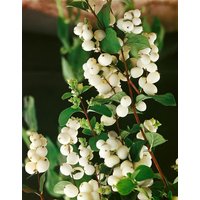 Kategorie <b>Produkt nicht gewünscht </b> - Symphoricarpos albus laevigatus