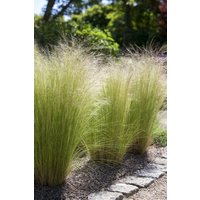 Kategorie <b>Produkt nicht gewünscht </b> - Stipa tenuissima 'Ponytails'