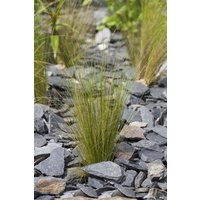 Kategorie <b>Produkt nicht gewünscht </b> - Stipa tenuissima