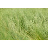 Kategorie <b>Gräser </b> - Stipa tenuifolia