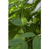 Kategorie <b>Blütensträucher und Ziergehölze </b> - Staphylea pinnata