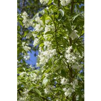 Kategorie <b>Blütensträucher und Ziergehölze </b> - Staphylea colchica