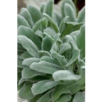 Kategorie <b>Produkt nicht gewünscht </b> - Stachys byzantina