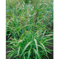 Kategorie <b>Produkt nicht gewünscht </b> - Spodiopogon sibiricus