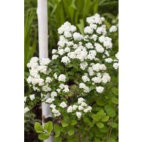 Kategorie <b>Hecken </b> - Spiraea vanhouttei