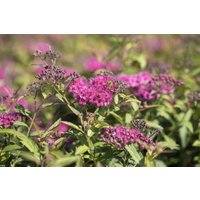 Kategorie <b>Produkt nicht gewünscht </b> - Spiraea japonica 'Neon Flash'