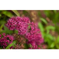 Kategorie <b>Produkt nicht gewünscht </b> - Spiraea japonica 'Dart's Red'