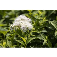 Kategorie <b>Produkt nicht gewünscht </b> - Spiraea japonica 'Albiflora'