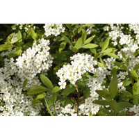 Kategorie <b>Hecken </b> - Spiraea cinerea 'Grefsheim'