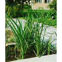 Kategorie <b>Produkt nicht gewünscht </b> - Sparganium erectum