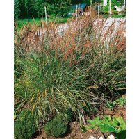 Gräser - Sorghastrum nutans