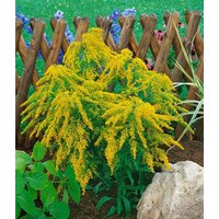 Kategorie <b>Stauden </b> - Solidaster (x) luteus