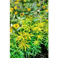 Kategorie <b>Produkt nicht gewünscht </b> - Solidago x cult.'Strahlenkrone'