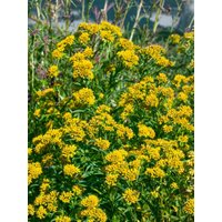 Kategorie <b>Stauden </b> - Solidago x cult.'Laurin'