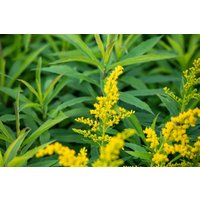 Kategorie <b>Stauden </b> - Solidago x cult.'Goldkind'