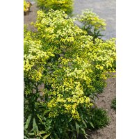 Kategorie <b>Produkt nicht gewünscht </b> - Solidago virgaurea ssp.virgaurea