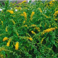 Kategorie <b>Stauden </b> - Solidago sphacelata 'Golden Fleece'