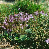 Kategorie <b>Stauden </b> - Soldanella alpina