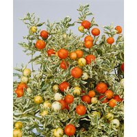 Kategorie <b>Produkt nicht gewünscht </b> - Solanum dulcamara
