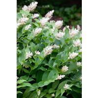 Kategorie <b>Stauden </b> - Smilacina racemosa