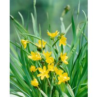 Kategorie <b>Stauden </b> - Sisyrinchium Yellow Stone