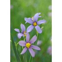 Kategorie <b>Stauden </b> - Sisyrinchium Lucerne