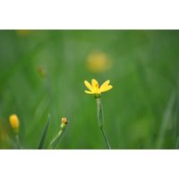 Kategorie <b>Stauden </b> - Sisyrinchium californicum