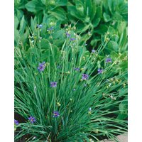 Kategorie <b>Stauden </b> - Sisyrinchium angustifolium 'Lucerne'