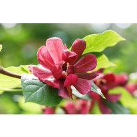 Kategorie <b>Blütensträucher und Ziergehölze </b> - Sinocalycanthus raulstonii 'Hartlage Wine'