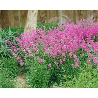 Kategorie <b>Stauden </b> - Silene schafta 'Splendens'