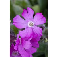 Kategorie <b>Produkt nicht gewünscht </b> - Silene dioica