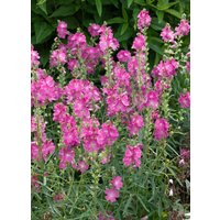 Kategorie <b>Produkt nicht gewünscht </b> - Sidalcea oregana 'Stark's Hybrid'