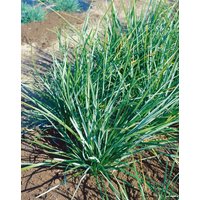 Gräser - Sesleria heufleriana