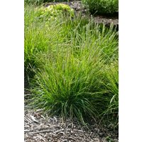 Kategorie <b>Gräser </b> - Sesleria autumnalis