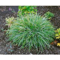 Kategorie <b>Gräser </b> - Sesleria albicans