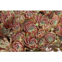 Kategorie <b>Produkt nicht gewünscht </b> - Sempervivum x cult.'Tedderheid'