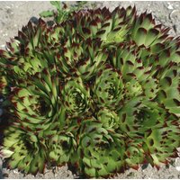 Kategorie <b>Produkt nicht gewünscht </b> - Sempervivum x cult.'Reinhard'